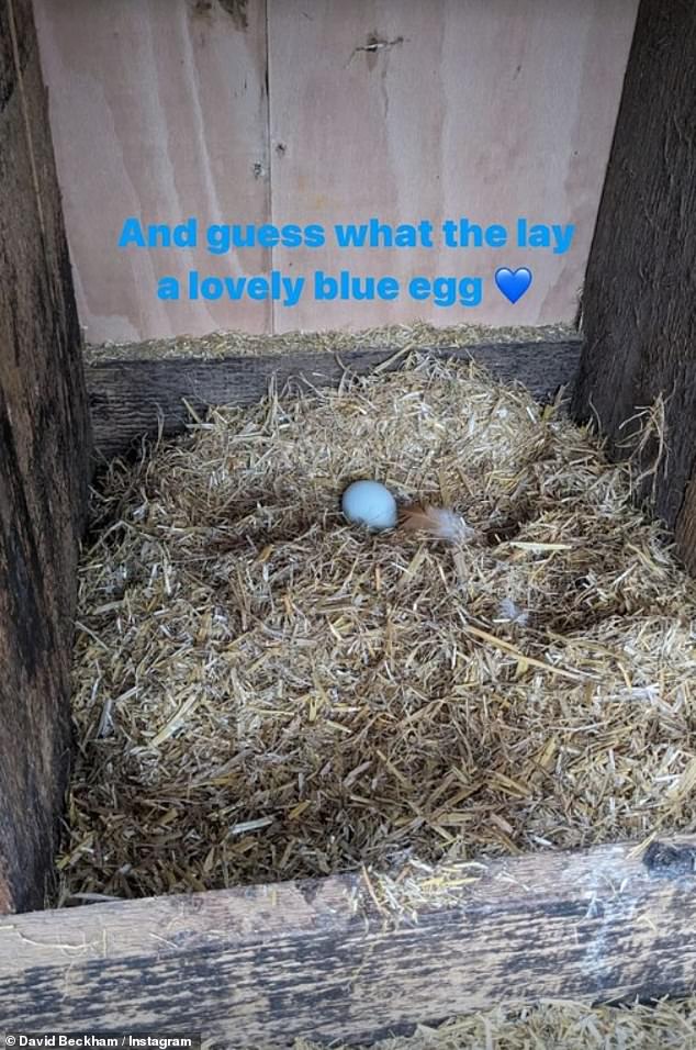 Eggxellent: «И угадайте, какое чудесное голубое яйцо они снесли», — написал он в одном посте.