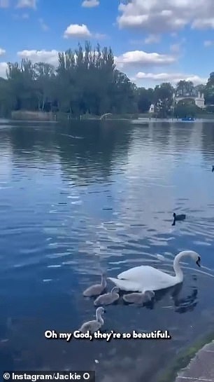 Сначала она сфотографировала лебедя в пруду с его очаровательными лебедями и восхищалась тем, насколько «красивы» птицы, любуясь пейзажем.