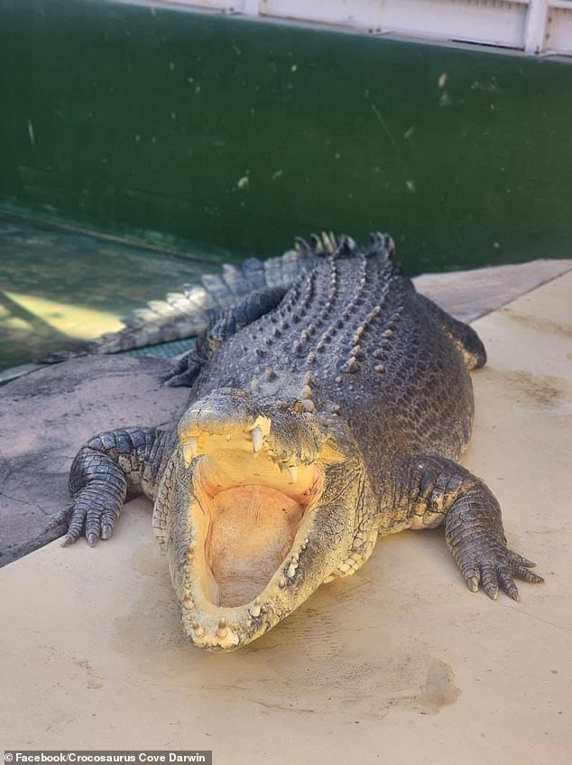 Crocosaurus Cove, герпетарий и аквариум с крокодилами, который держал Берта в неволе с 2008 года, объявил о смерти Берта в понедельник.